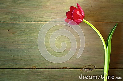 One Red Tulip in Dramatic Lighting on Rustic Wood Background with room or space for copy, text, words