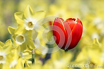 One red tulip in yellow light of narcissus flowers