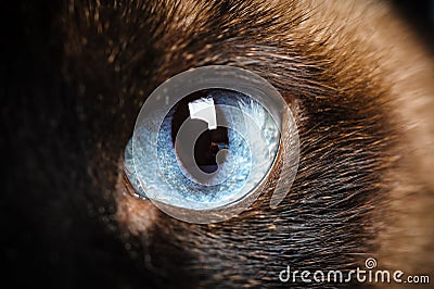 One siamese cat eye macro closeup