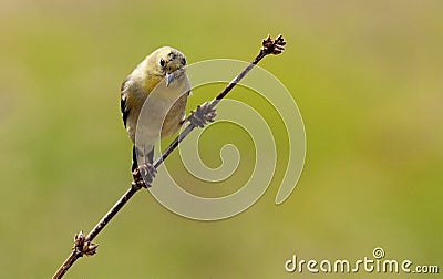 One single small yellow bird sitting on a branch.