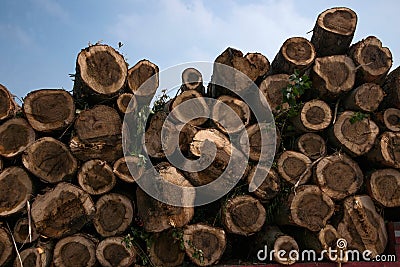 One of the top ten freshwater lakes in China , Chagan Lake River of wood logs piled