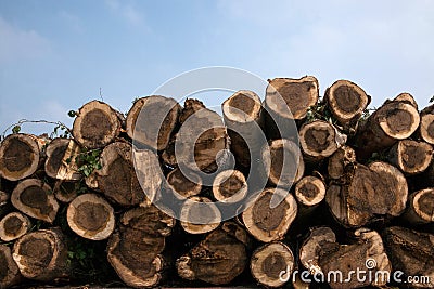 One of the top ten freshwater lakes in China , Chagan Lake River of wood logs piled