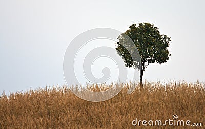 One tree on hill