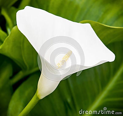 One white calla lily flower in the spring garden