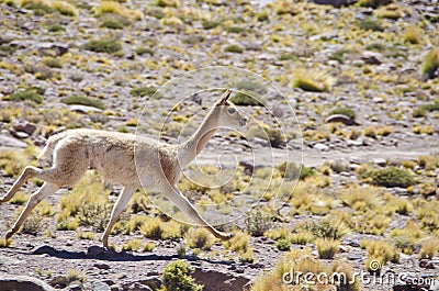 One Wild Vicunas Running