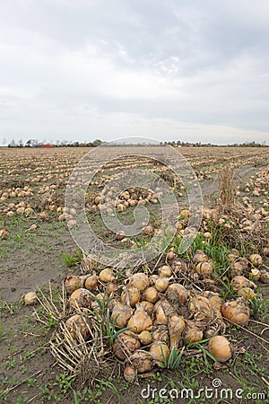 Onions in the fields