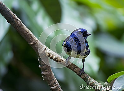 Opal-Rumped Tanager