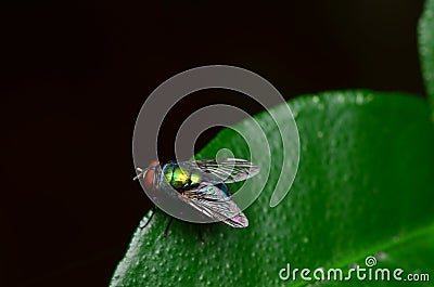 Opalescent fly