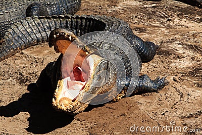 Open alligator mouth