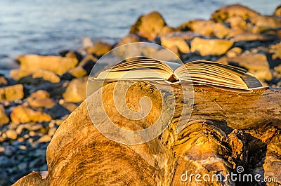 Open Book on a Log