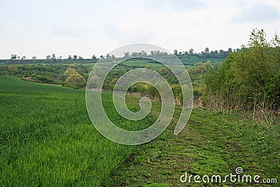 Open green field and road