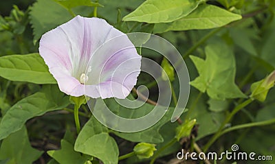 Open the morning glory