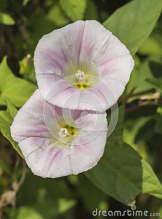 Open the morning glory