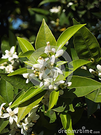 Orange blossom