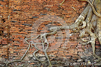 orange-brick-wall-ancient-root-tree-17962218.jpg