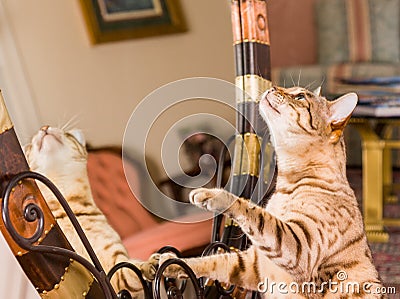 Orange brown bengal cat reflecting in mirror