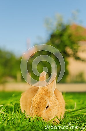 Orange bunnie eating grass in yard