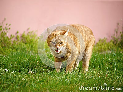 Orange cat in grass getting angry