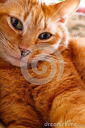 Orange cat