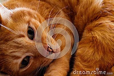 Orange cat