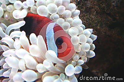 Orange Clown fish in her white anemone