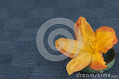 An Orange Colored Azalea called Arneson Gem in an Oriental Dish on Textured Blue Placemat with space or room for text, copy, or yo