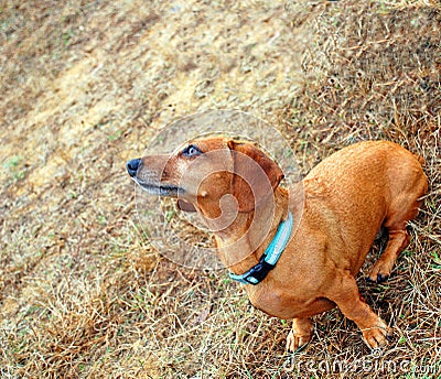 Orange Dachshund