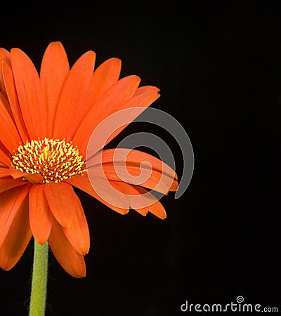 Orange Daisy on Black Background
