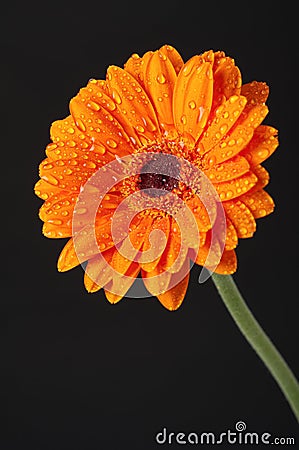 Orange Daisy Gerbera Flower on black