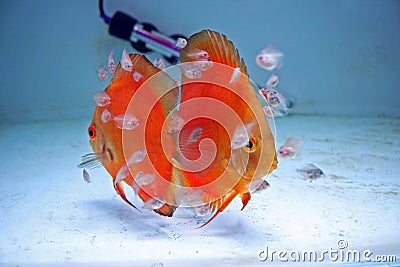 Orange Discus Fish with Babies