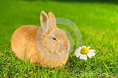 Orange domestic bunny smelling Chamomile flower