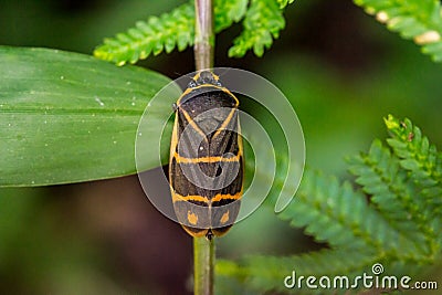 An orange dotted black insect