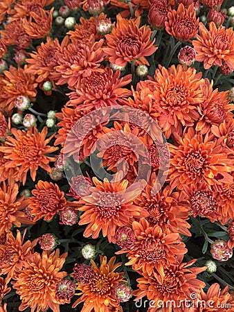 Orange Fall mums