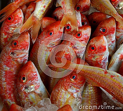 Orange fish