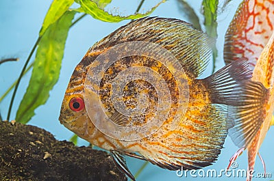 Orange fish in aquarium