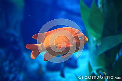 Orange Fish in Blue Water