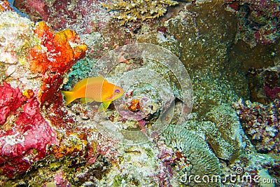 Orange fish at coral reef