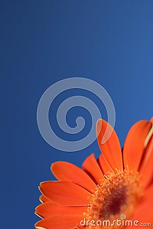 Orange flower blue sky