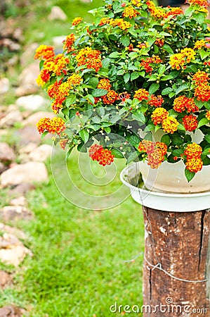 Orange flower on a pot with green background