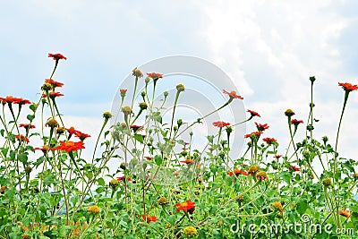 Orange flower sky background