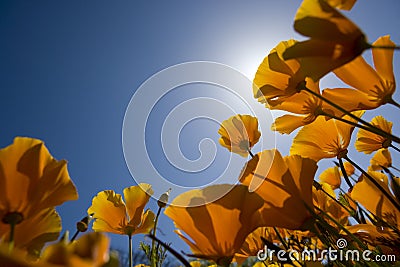 Orange flowers with blue sky in spring