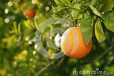 Orange fruit tree before harvest Spain