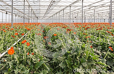 Orange Gerbera cut flowers growing in a Dutch greenhouse