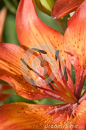 Orange Lily flower