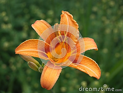 Orange lily flower blossom closeup