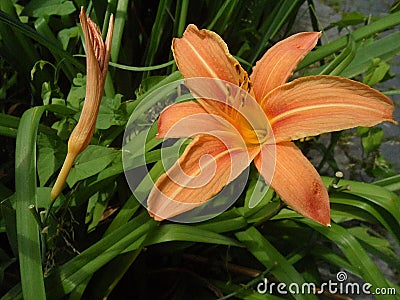 Orange lily, wild orange lily, orange cup