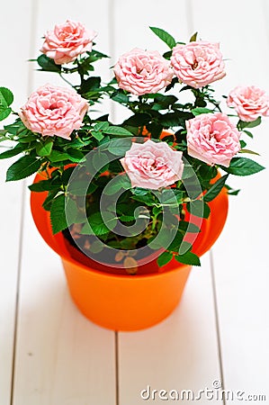 Orange plastic pot with pink mini Rosa