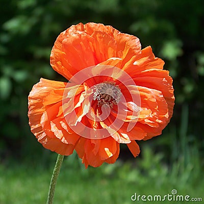 Orange Poppy