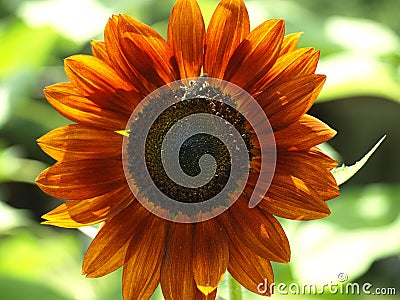 Bee on red sunflower