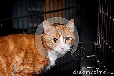 Orange Shelter Tabby Cat